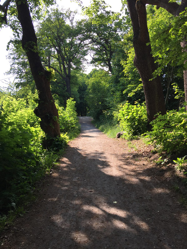 Barn på upptäcksfärd i skogen